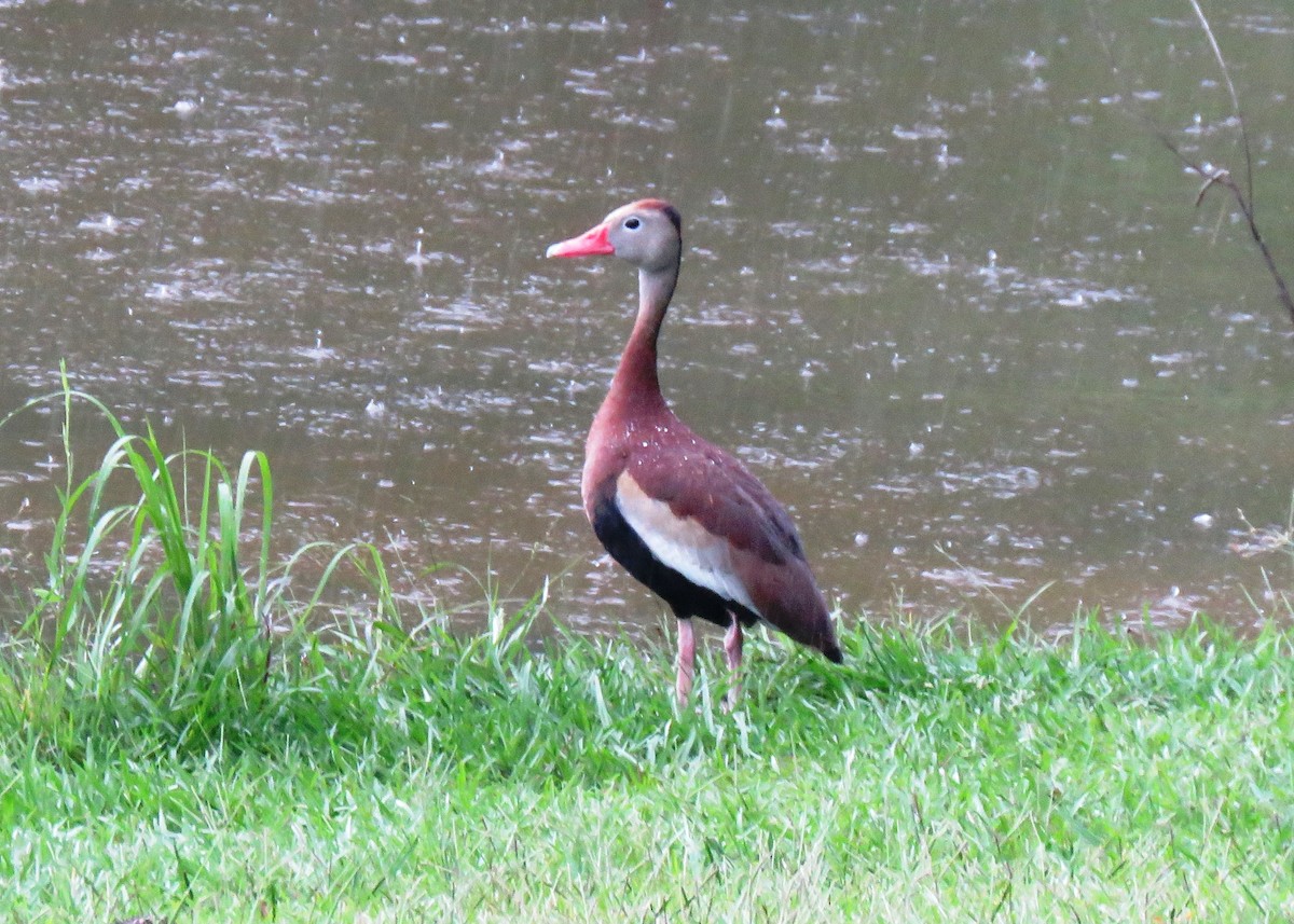 Black-bellied Whistling-Duck - ML248288501