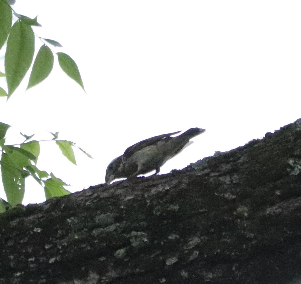 Rose-breasted Grosbeak - ML248289941