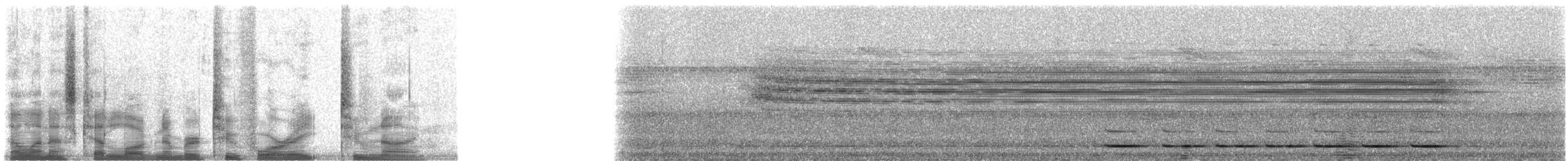 Малая жемчужная курочка (centralis) - ML24829