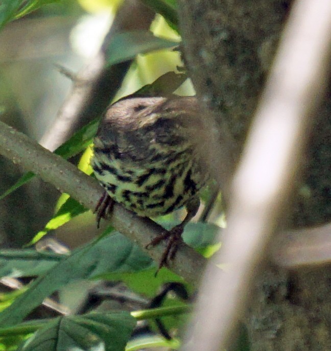 Northern Waterthrush - ML248290831