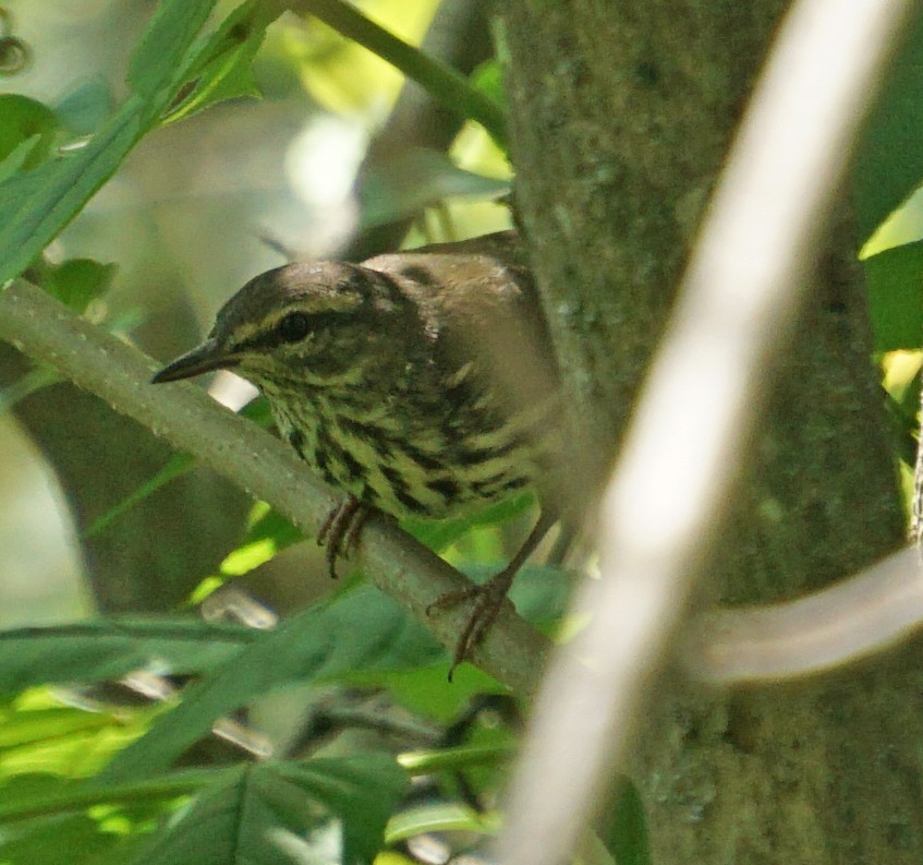 Northern Waterthrush - ML248290851