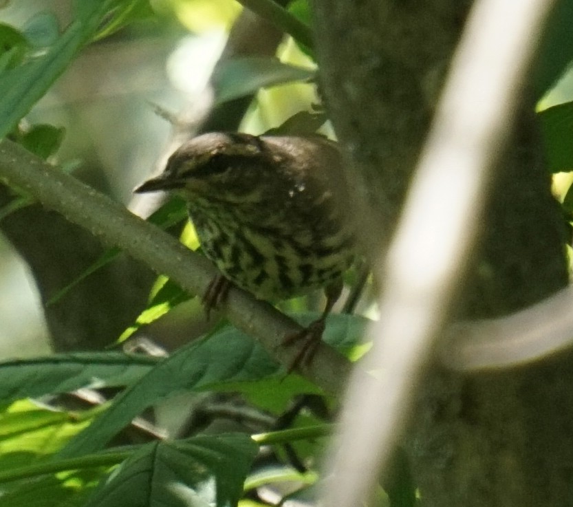 Northern Waterthrush - ML248290861