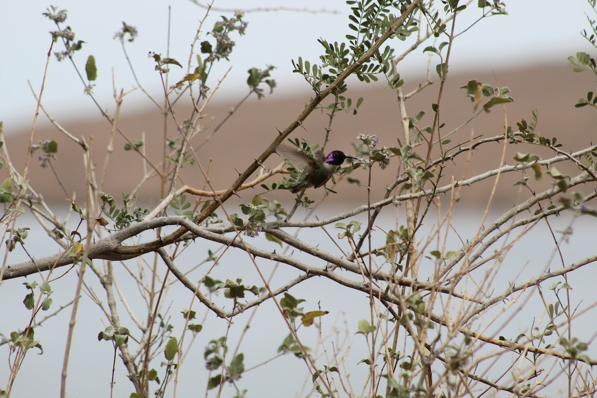 Costa's Hummingbird - ML248292021