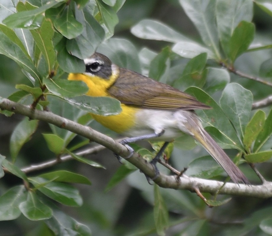 Yellow-breasted Chat - ML248292281