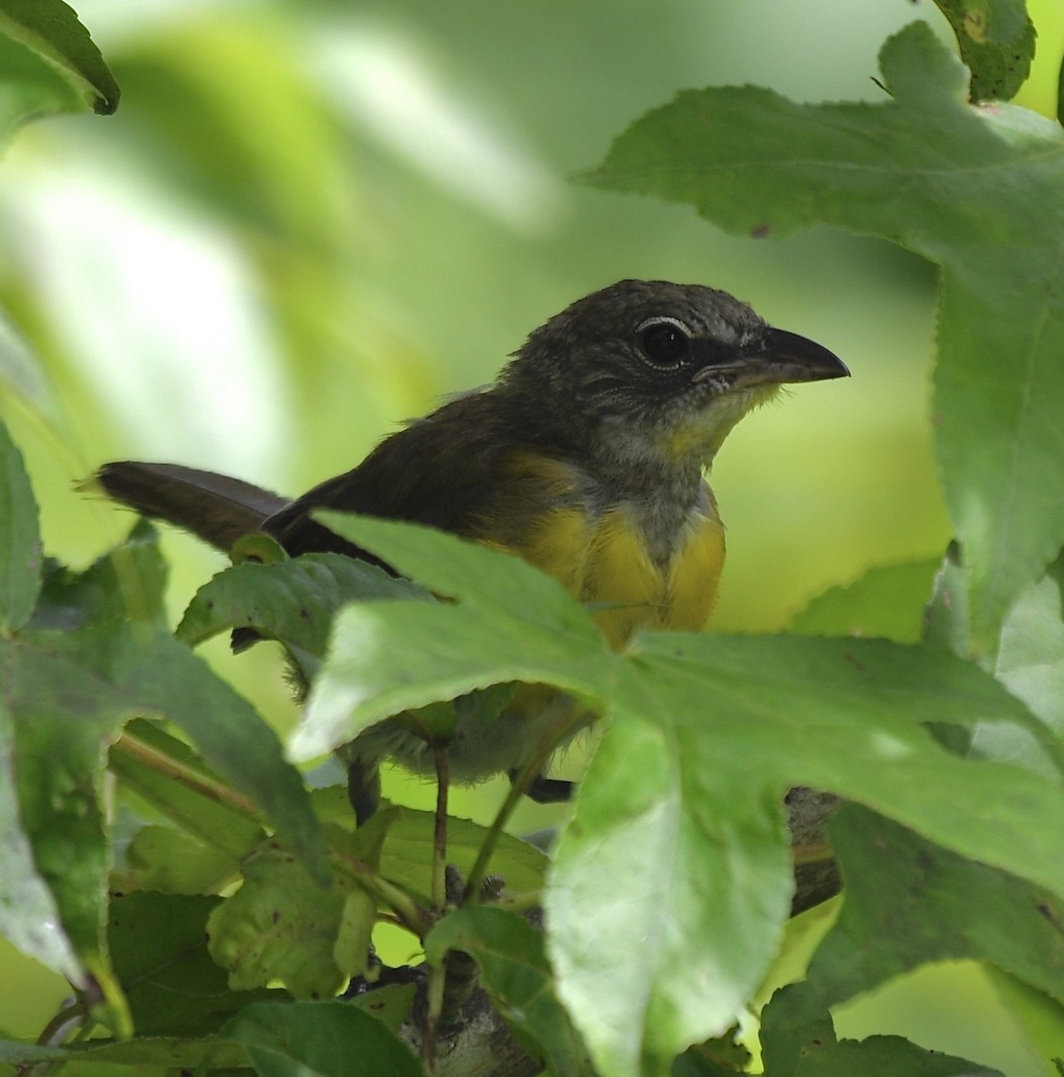 Yellow-breasted Chat - ML248292291