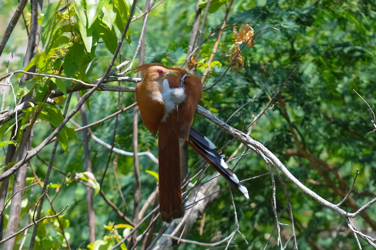 Squirrel Cuckoo (Amazonian) - ML248299511