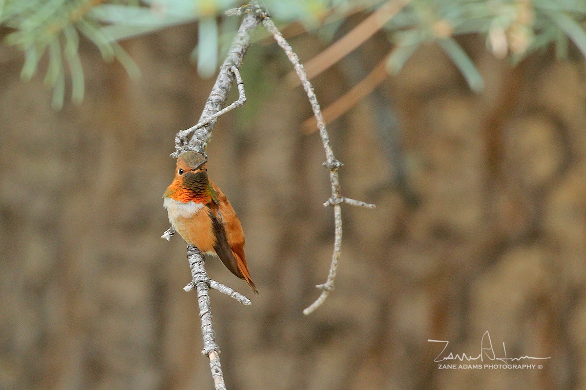 Rufous Hummingbird - Zane Adams