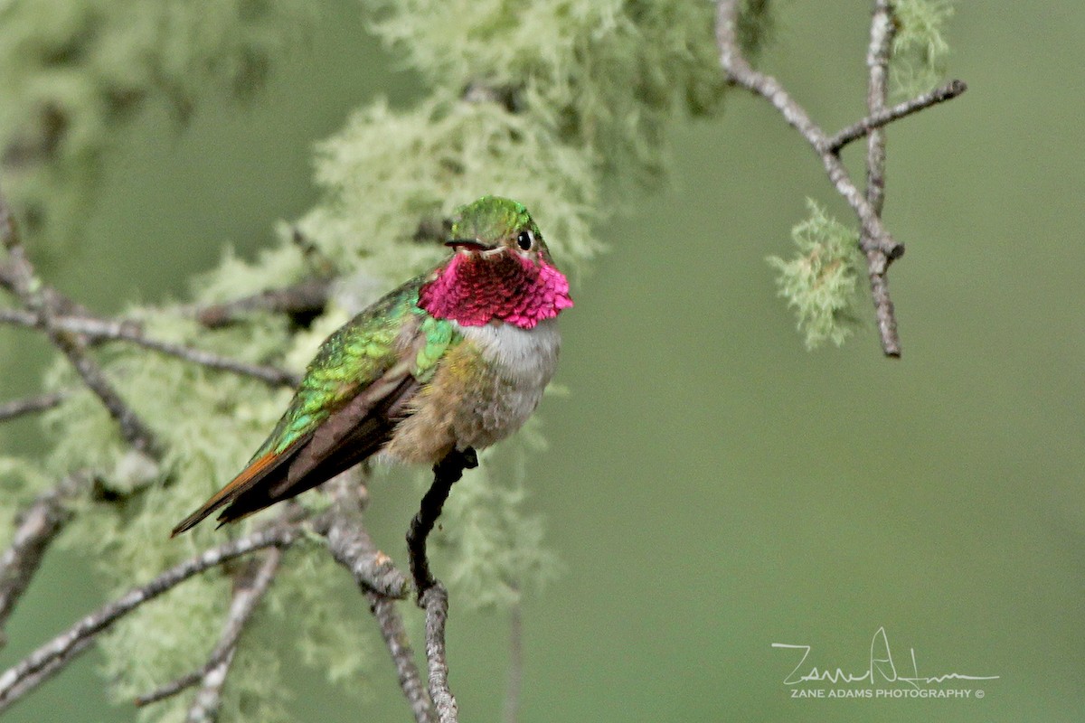 Broad-tailed Hummingbird - Zane Adams