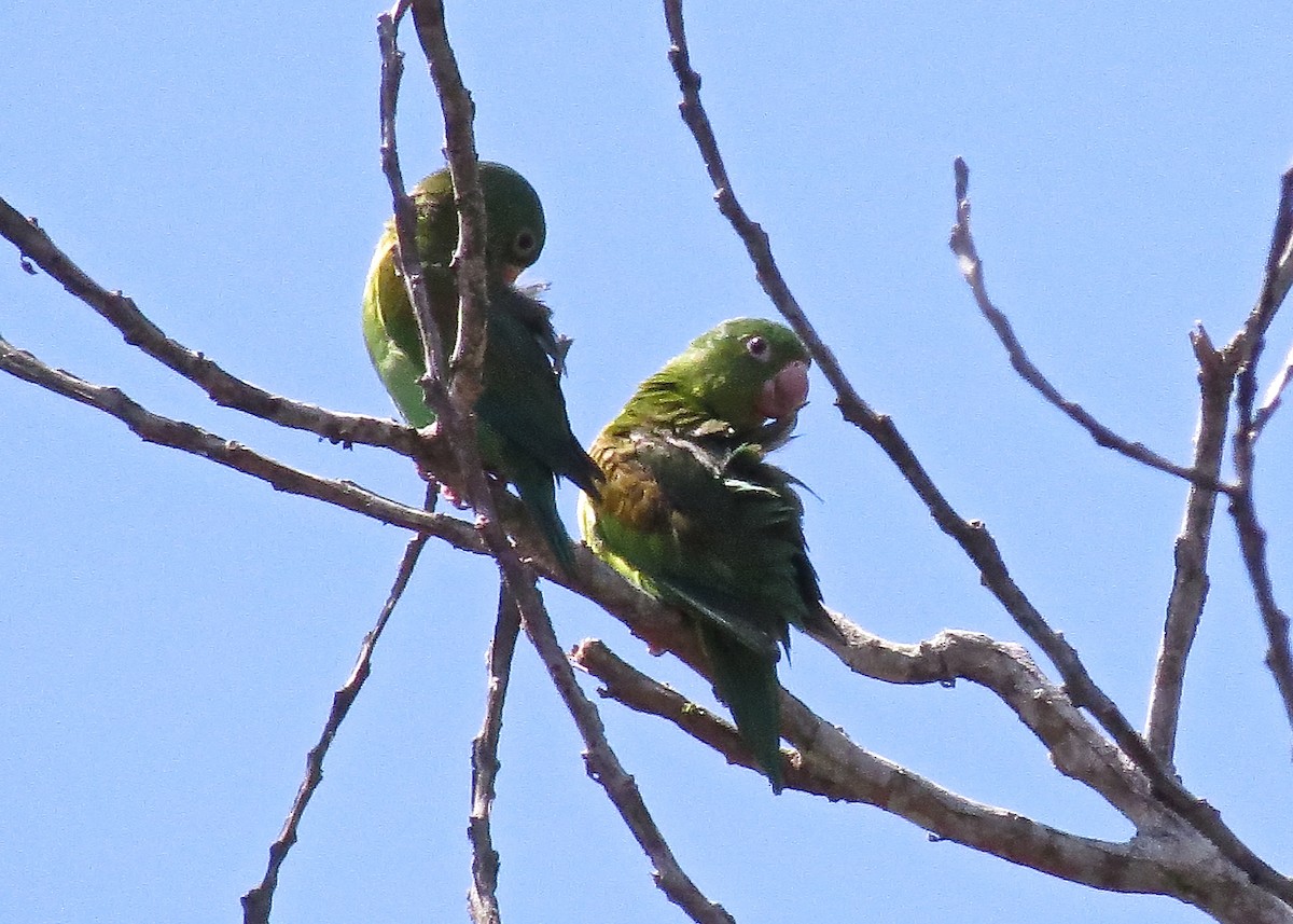 Orange-chinned Parakeet - ML24830021