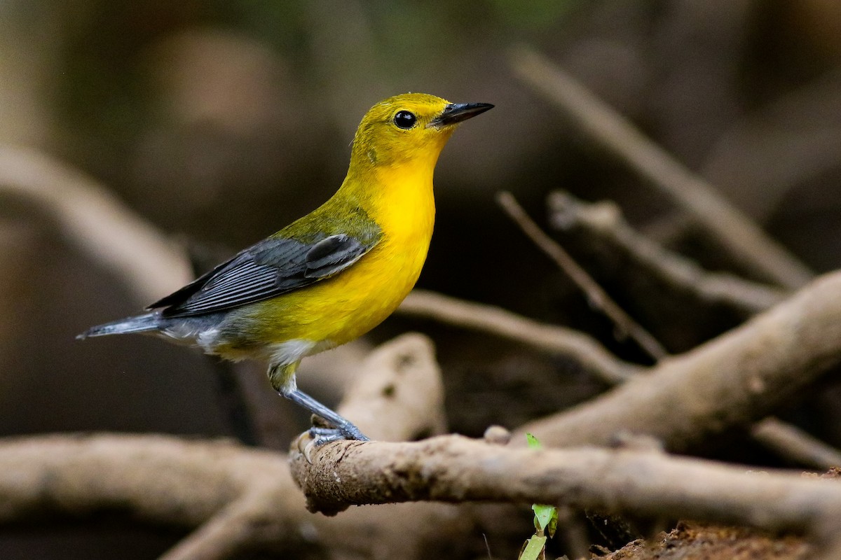 Prothonotary Warbler - ML248300451