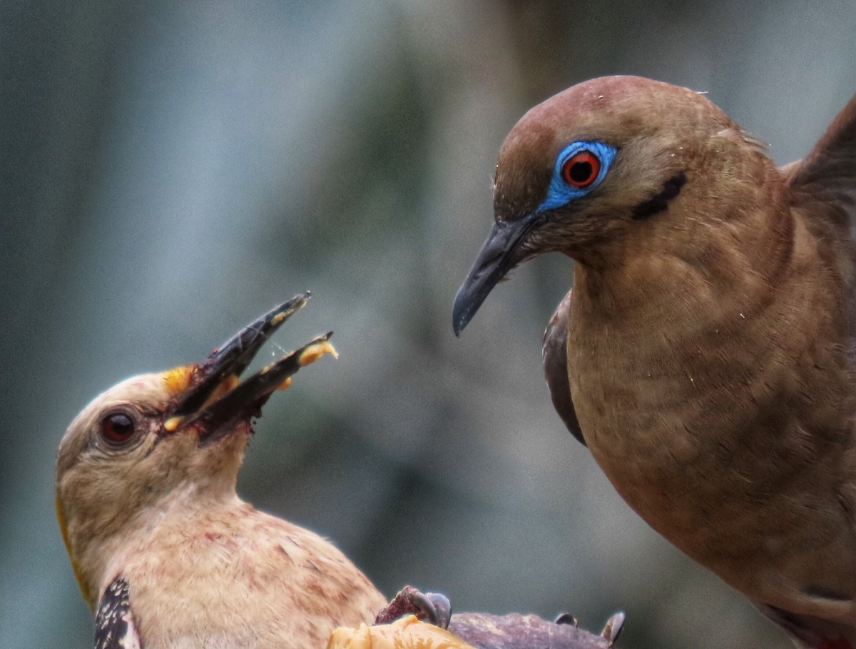 White-winged Dove - Eric  Weston