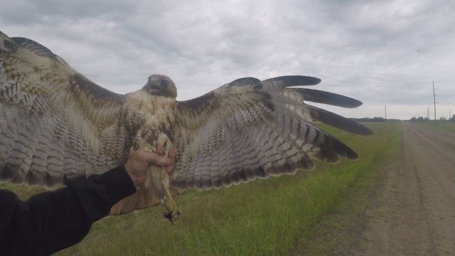 Red-tailed Hawk (calurus/abieticola) - ML248301441