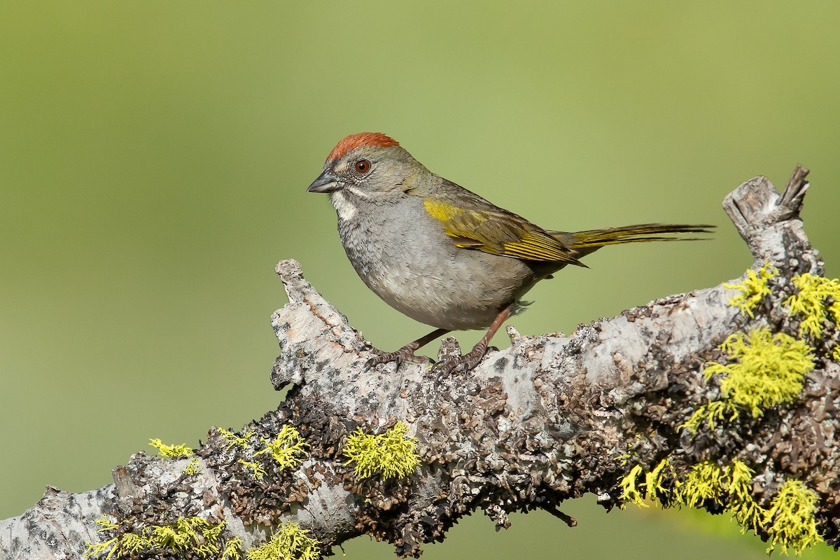 Green-tailed Towhee - Dorian Anderson