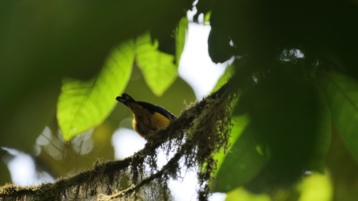 Orange-bellied Euphonia - ML248303561