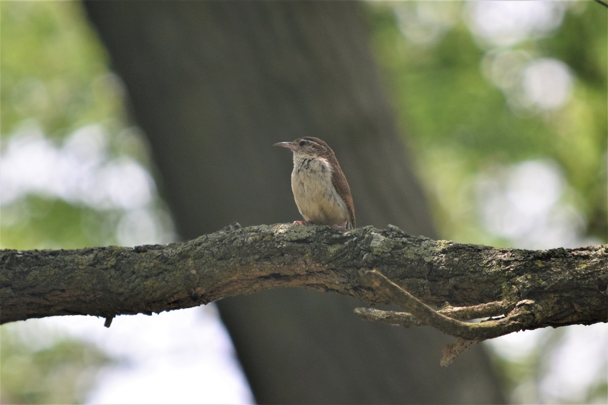 Carolina Wren - ML248304711