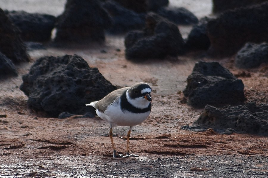 Semipalmated Plover - ML248305461