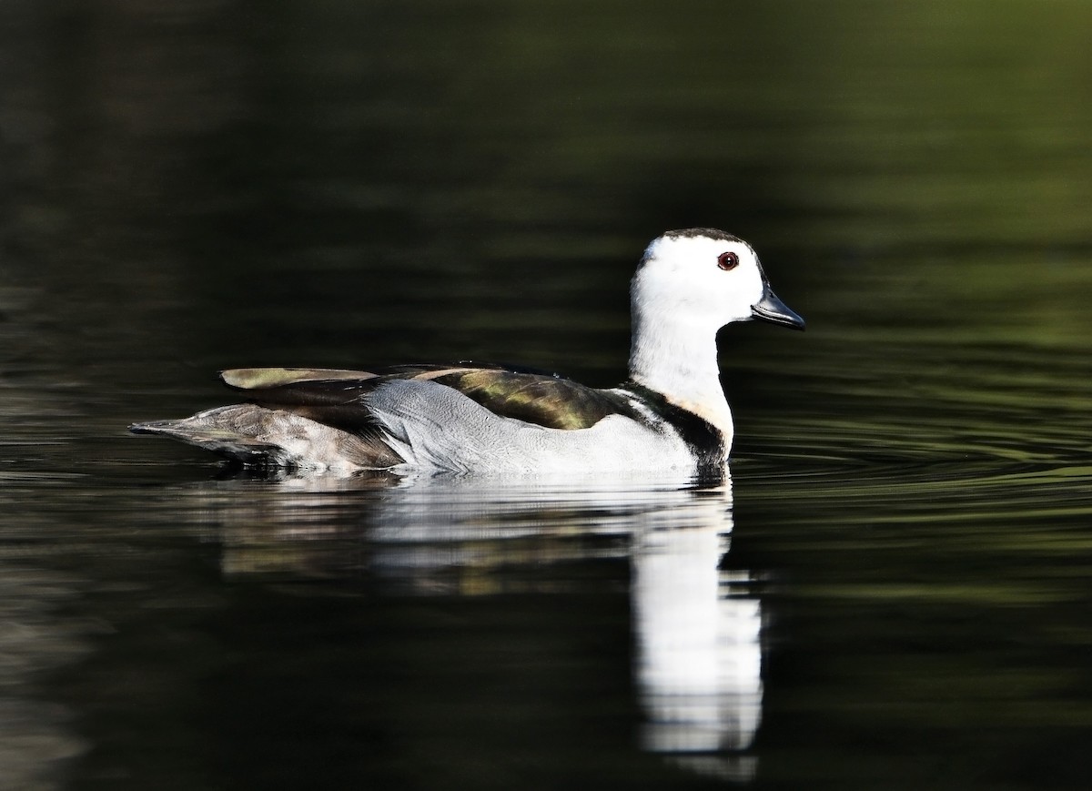 Cotton Pygmy-Goose - Michael Daley