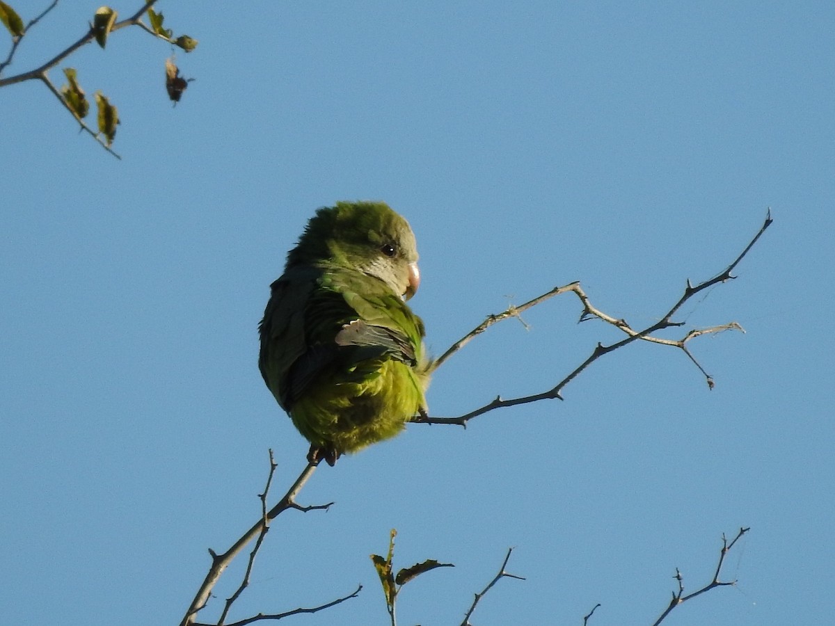 Monk Parakeet - ML248308951