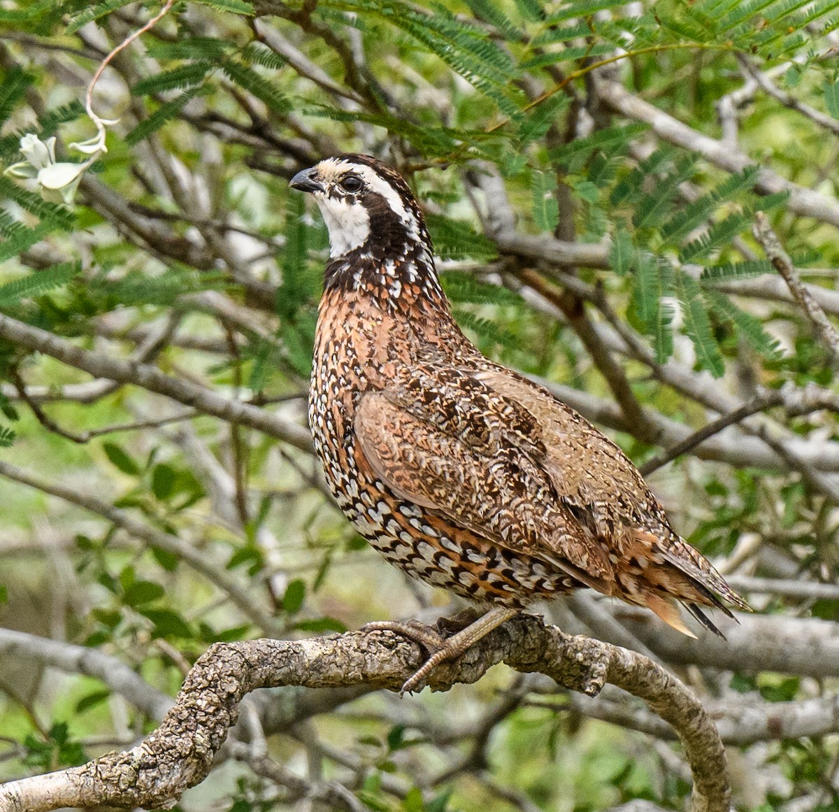 Northern Bobwhite - Scott Holt