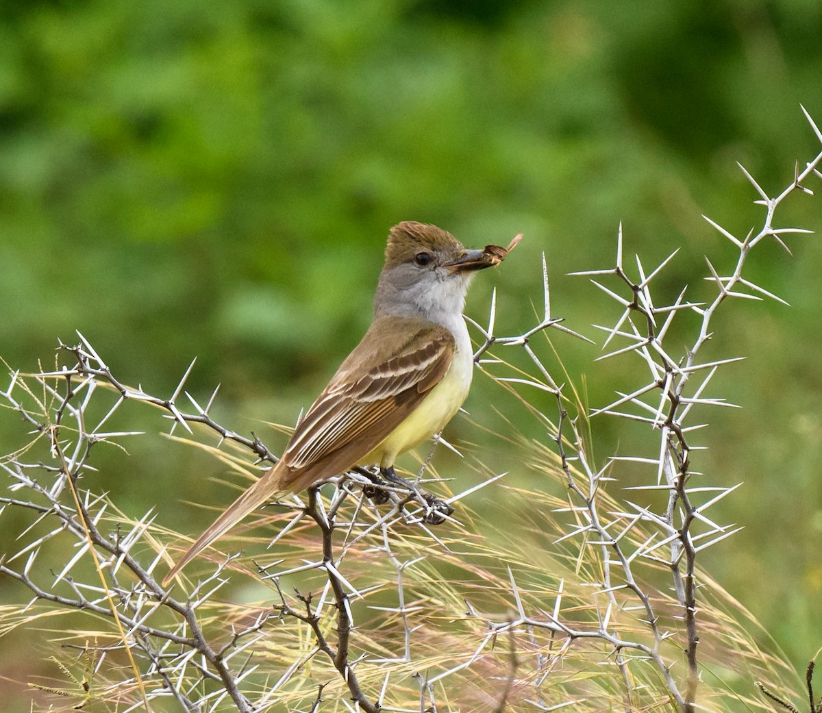 Brown-crested Flycatcher - ML248310951