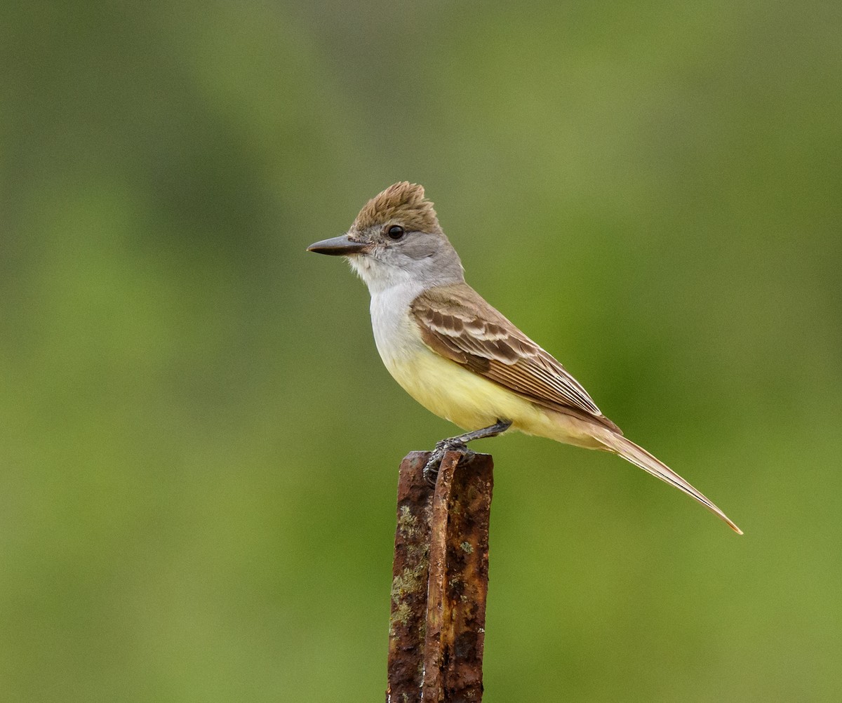 Brown-crested Flycatcher - Scott Holt