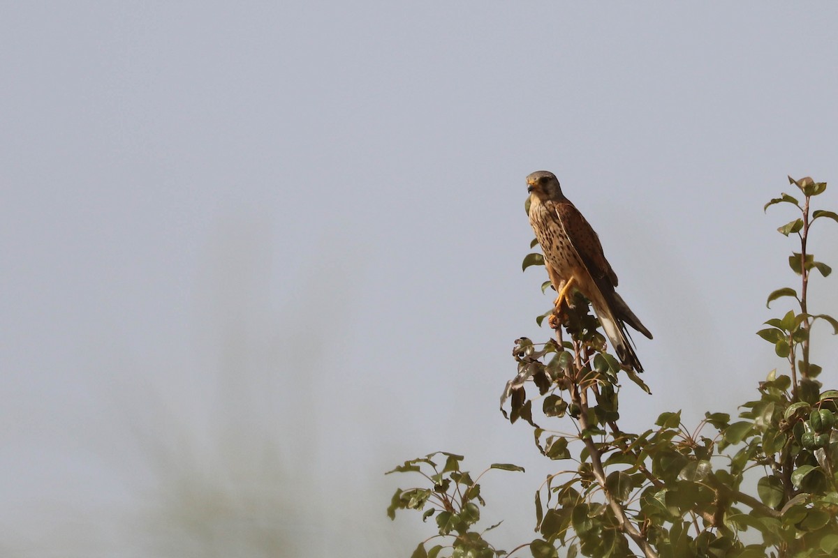 Eurasian Kestrel - ML248311291