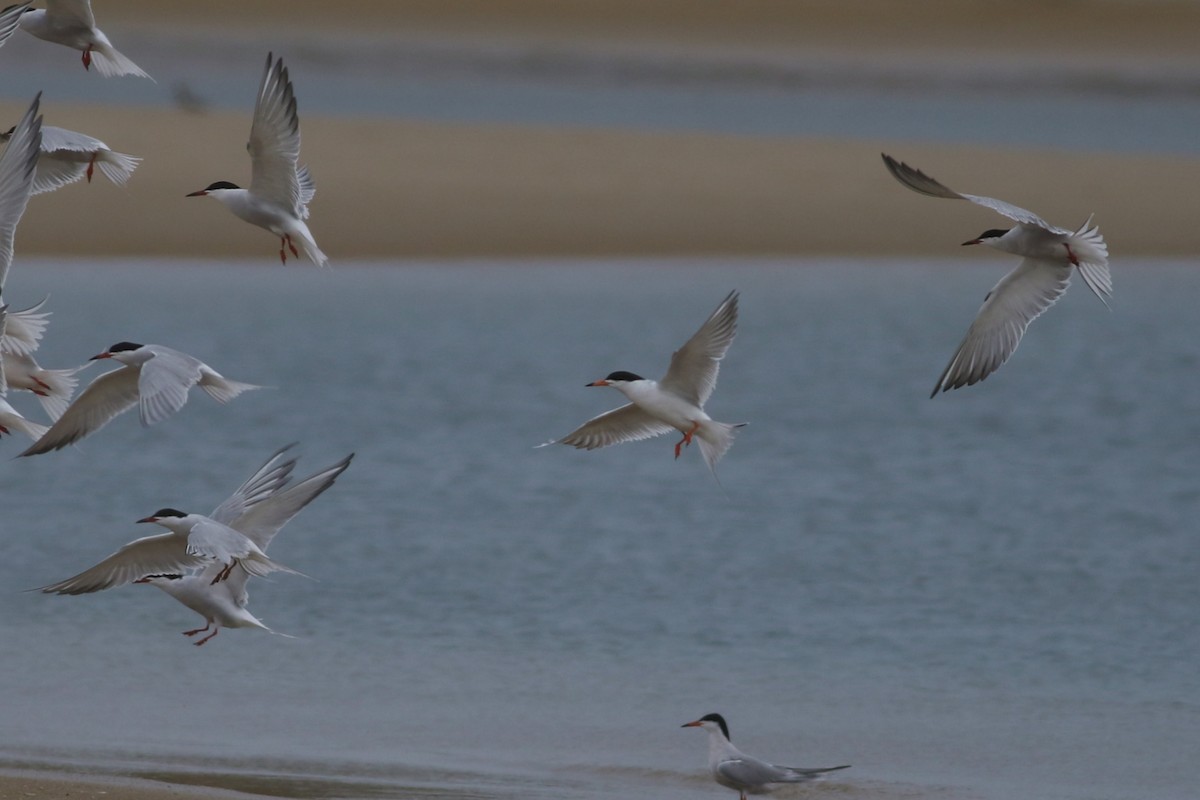 Forster's Tern - ML248311971