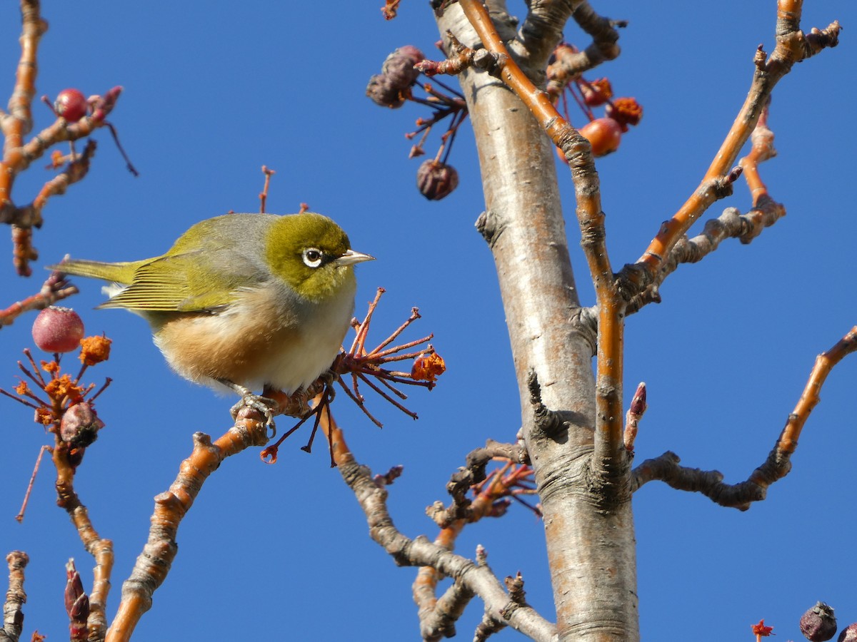 Silvereye - ML248315241