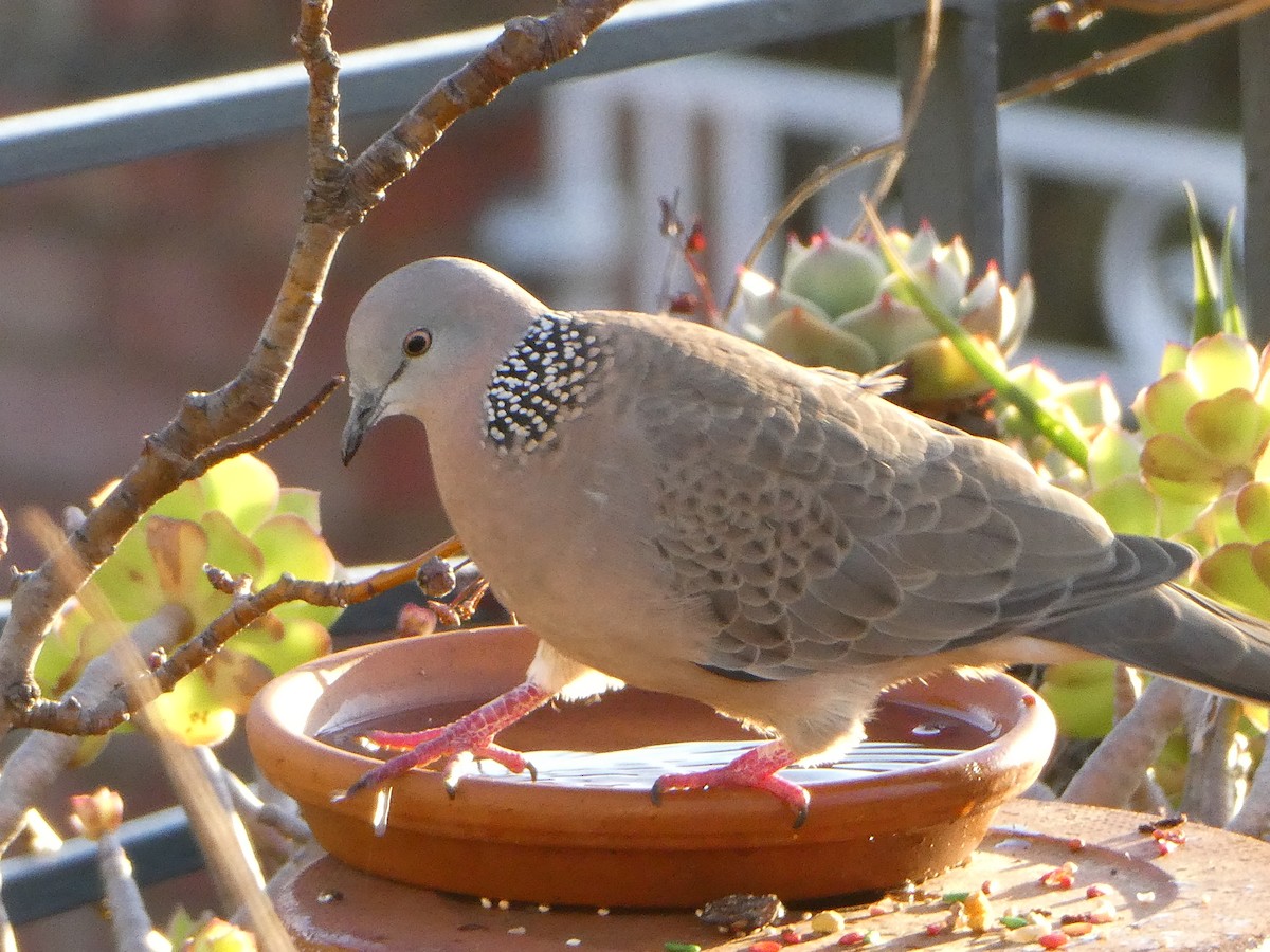 Spotted Dove - ML248315301