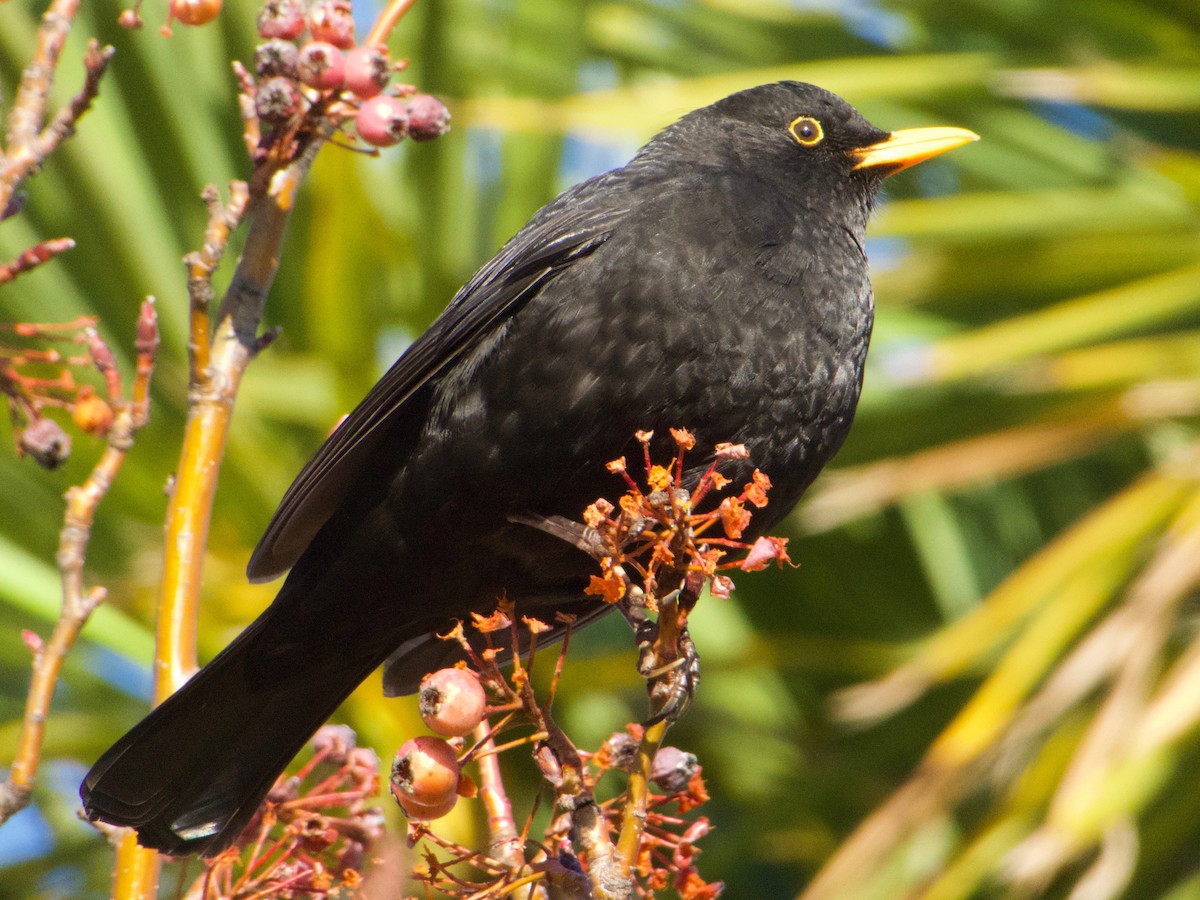 Eurasian Blackbird - ML248315391