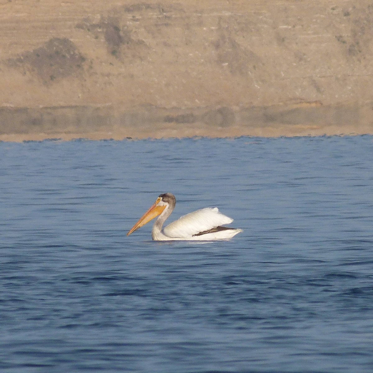 American White Pelican - ML248315441