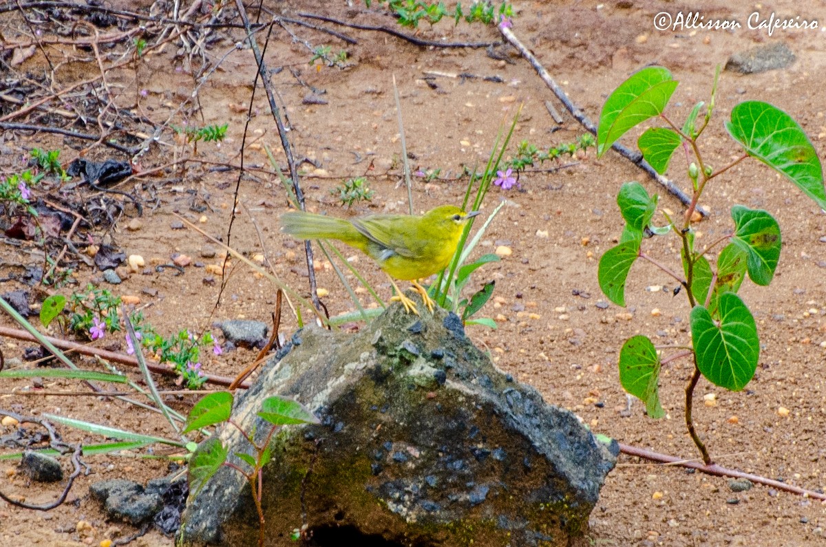 Flavescent Warbler - ML248317501