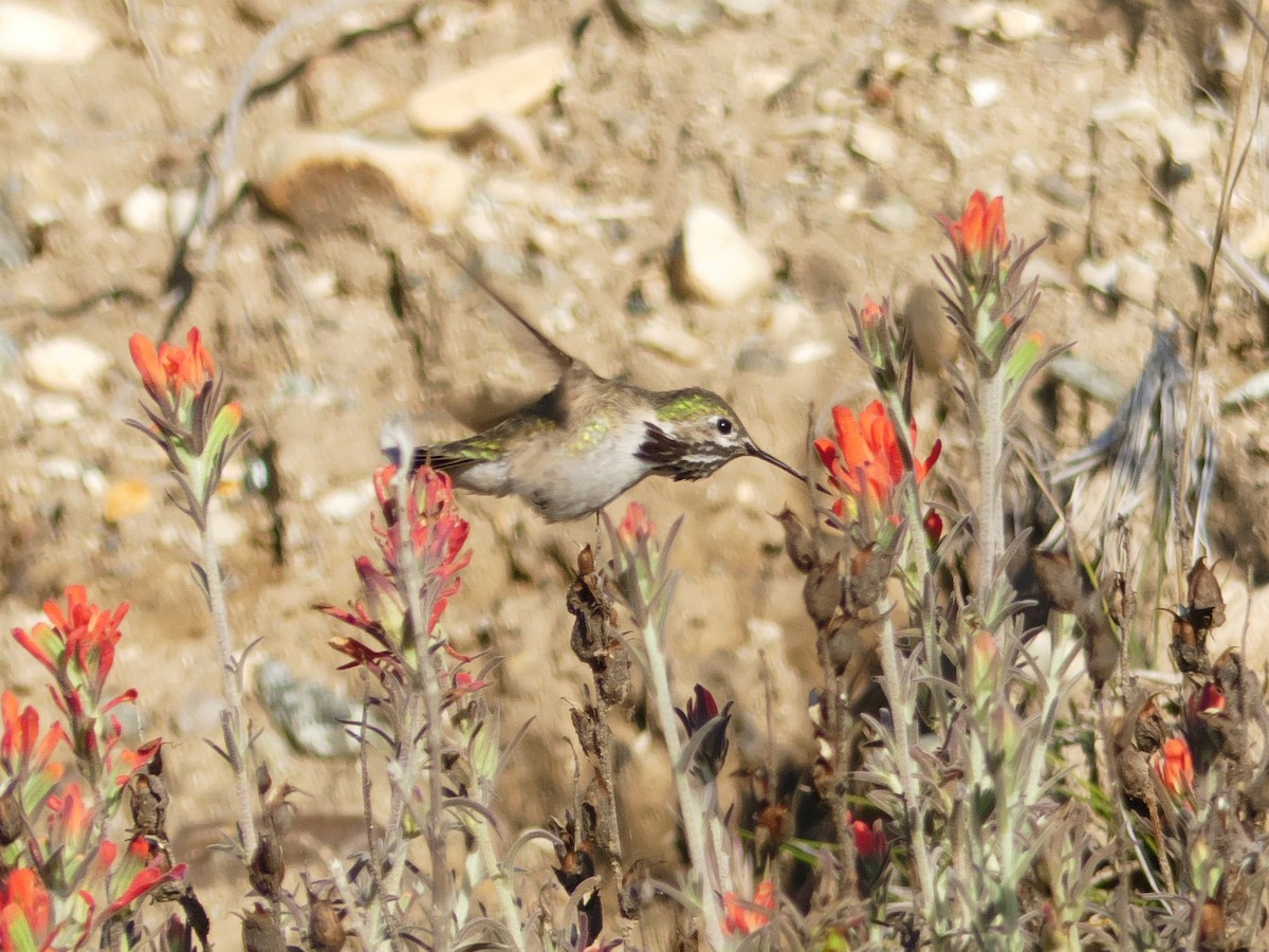 Calliope Hummingbird - Peter Schneekloth