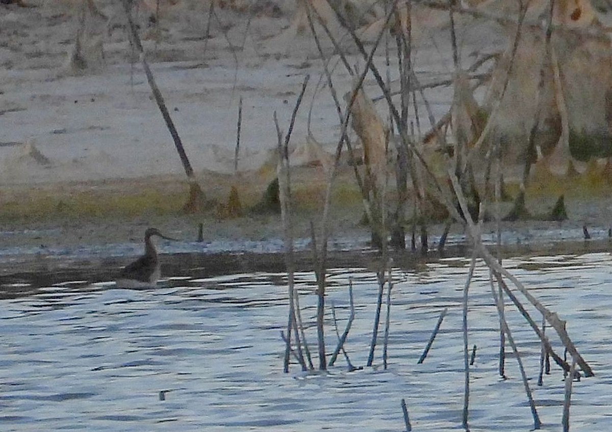 Wilson's Phalarope - ML248318231