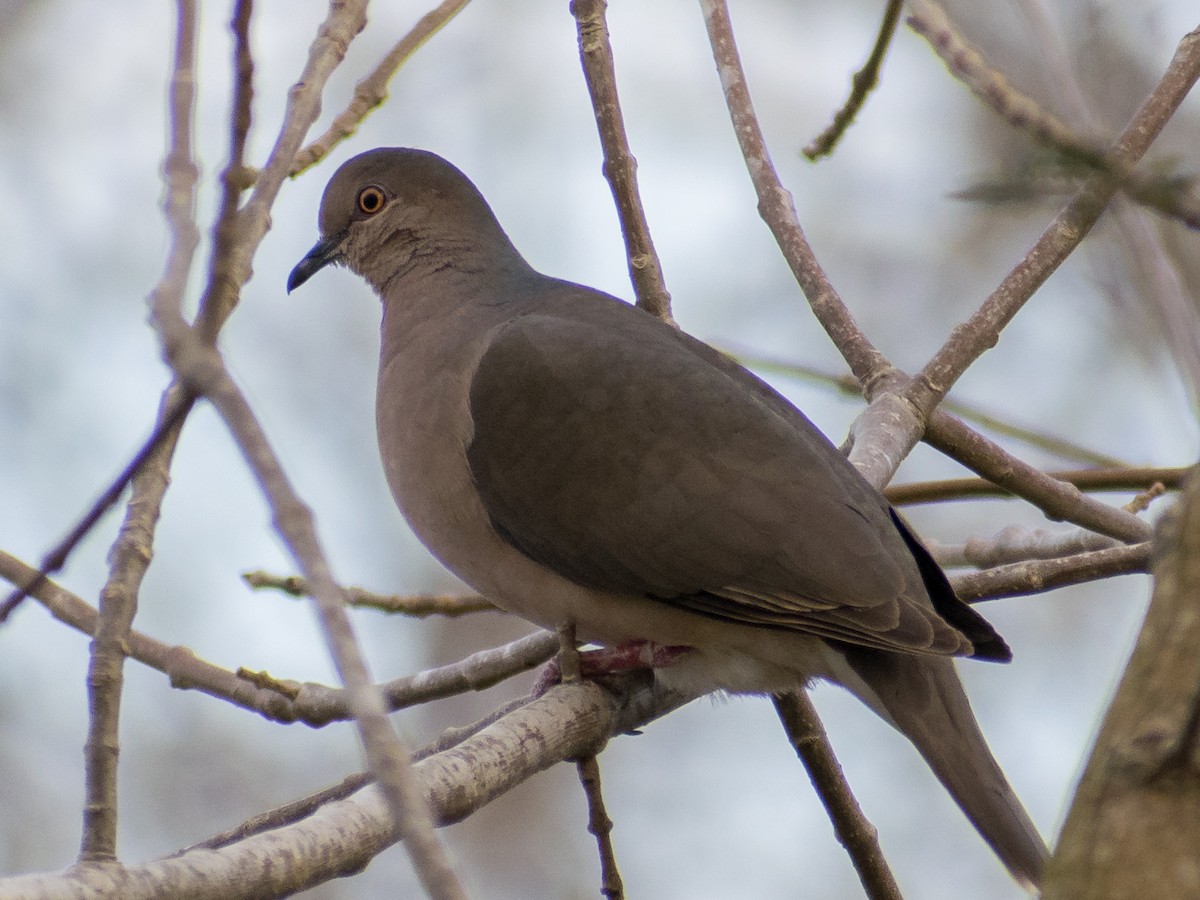 White-tipped Dove - Claudio Martin