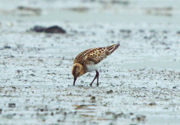 Little Stint - ML248321201