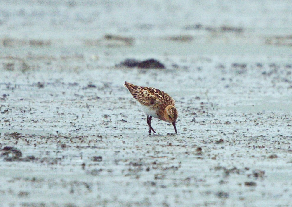 Little Stint - ML248321211