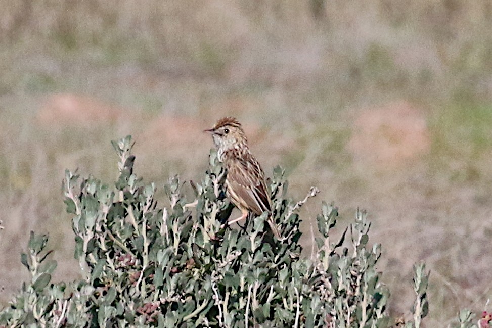 Cloud Cisticola - ML248322021