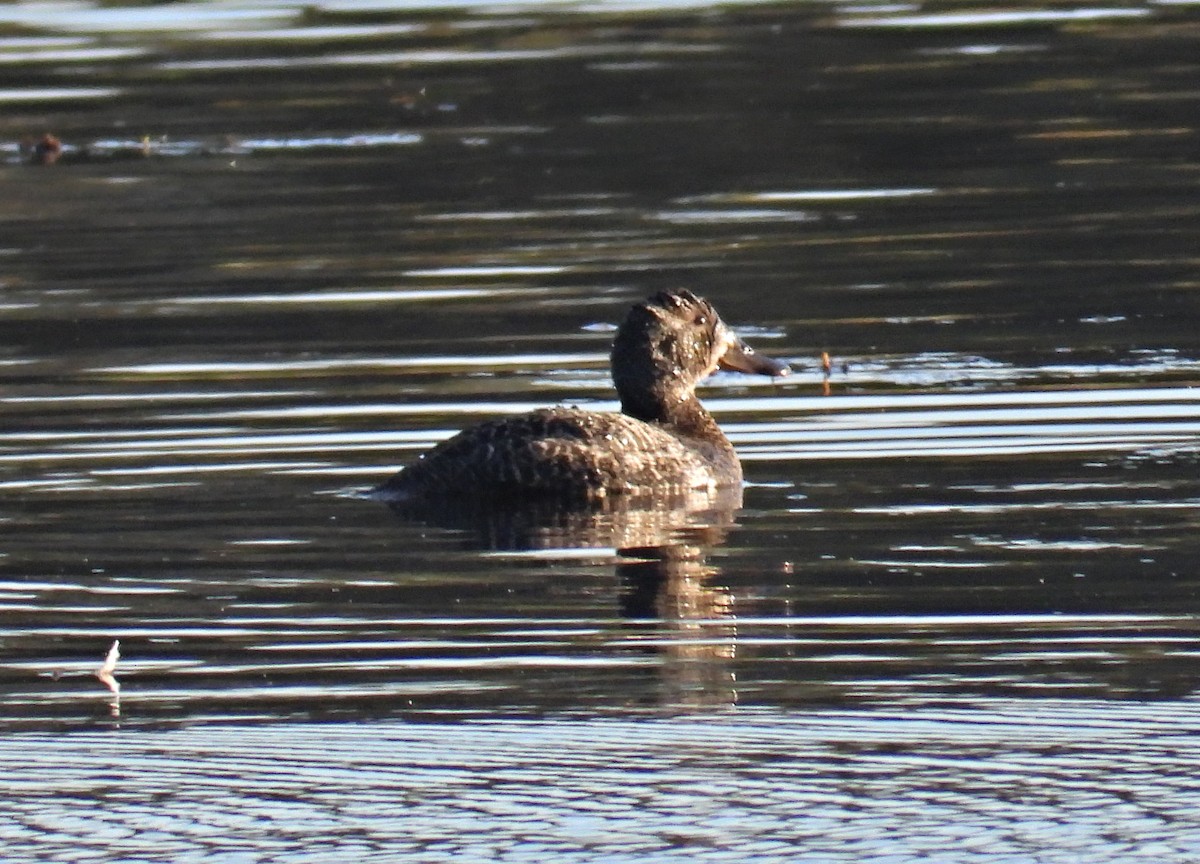 Blue-billed Duck - ML248323521