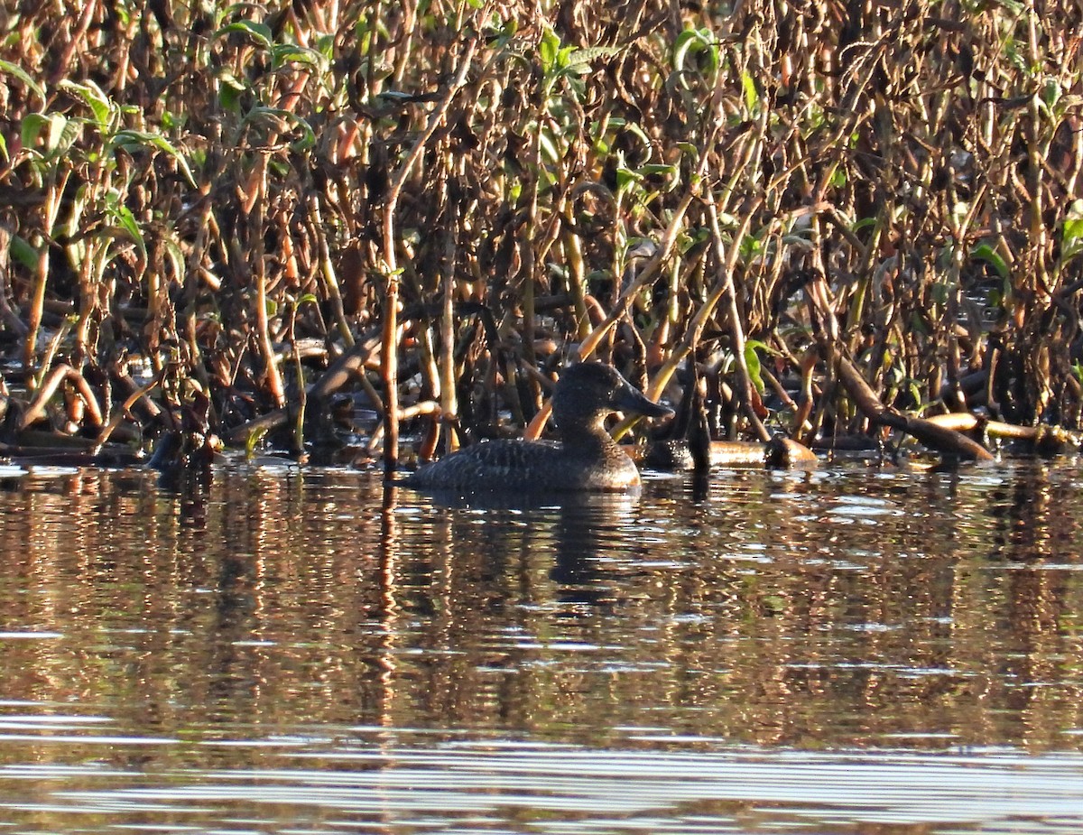 Blue-billed Duck - ML248323551