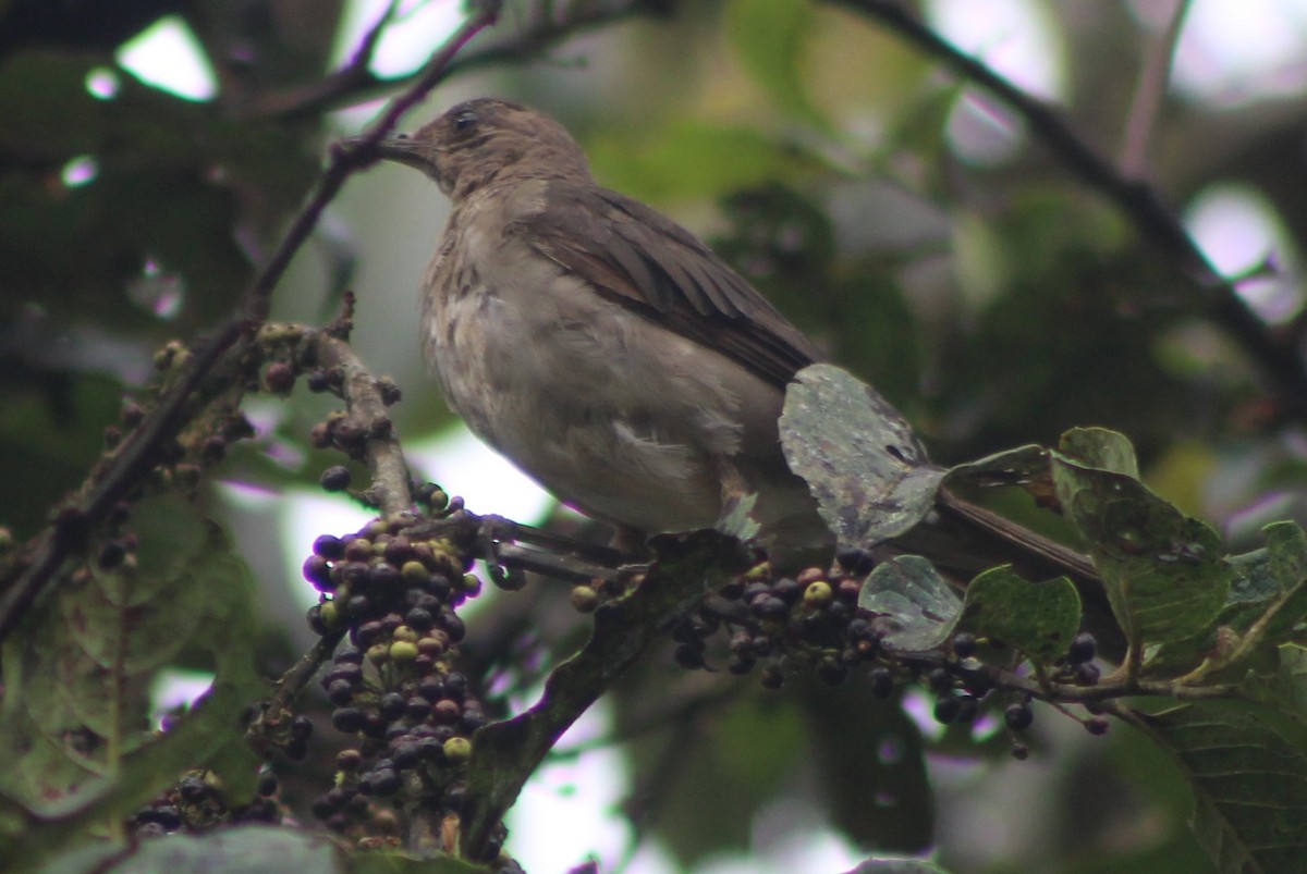 Black-billed Thrush - ML248326281