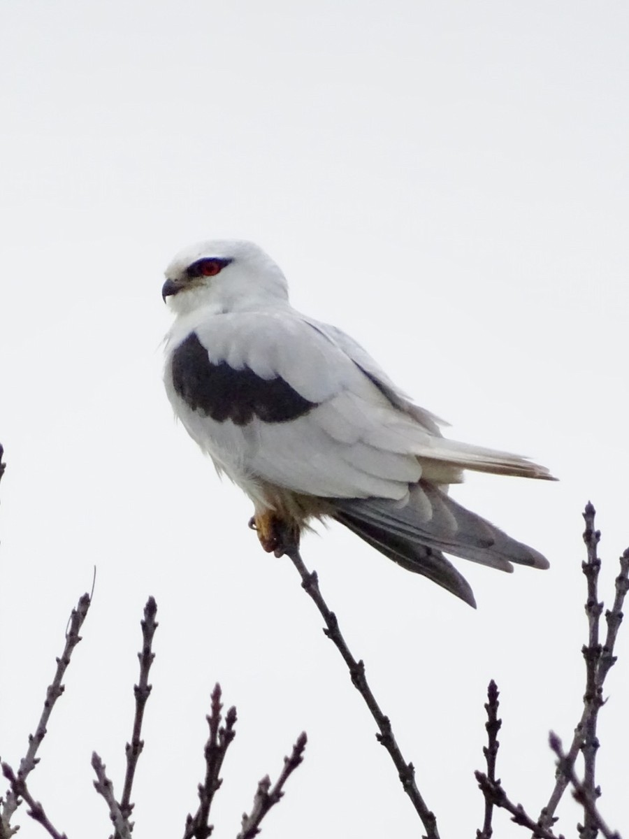 Black-shouldered Kite - ML248326461