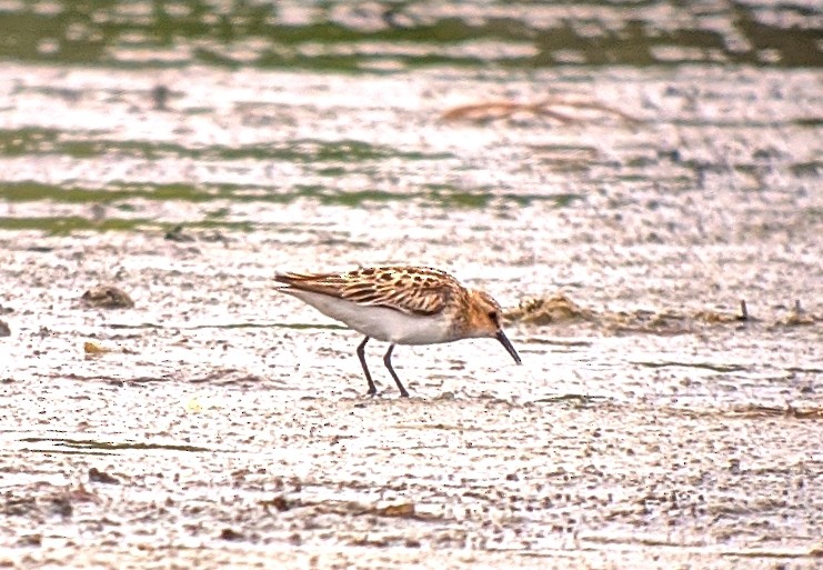 Little Stint - ML248326581