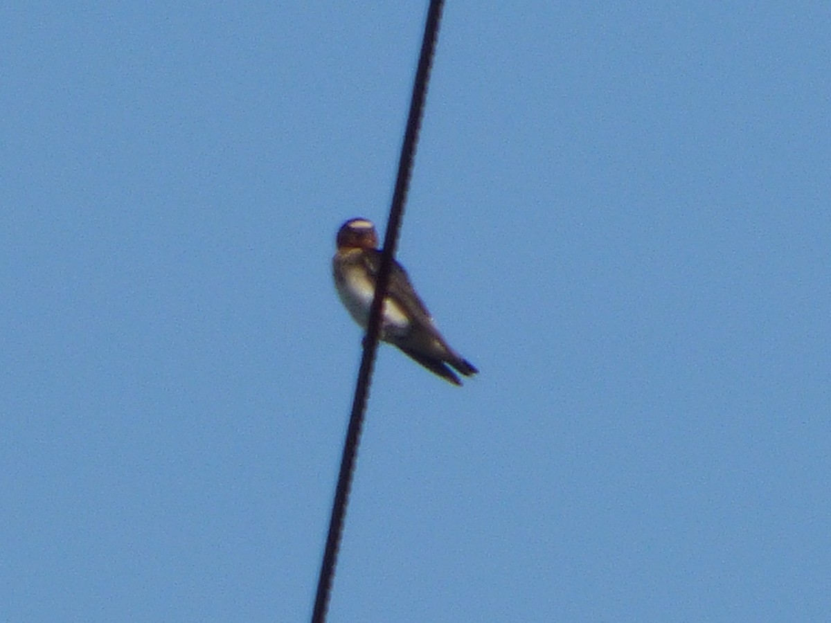 Cliff Swallow - Charlie Spencer