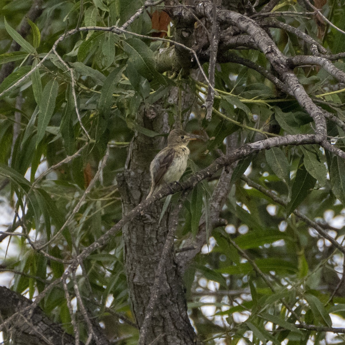 Western Flycatcher (Pacific-slope) - ML248328331