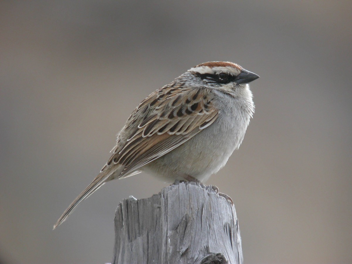 Striped Sparrow - ML24832881