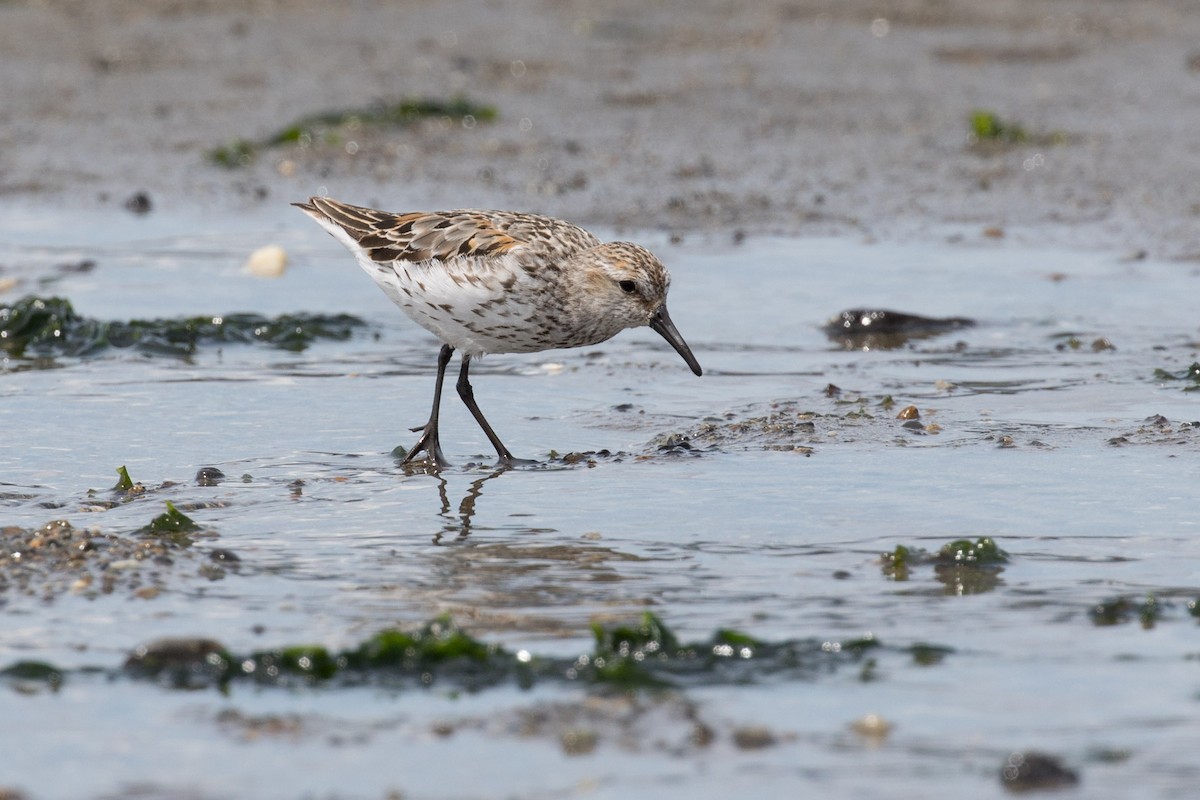 Western Sandpiper - Wayne Sladek