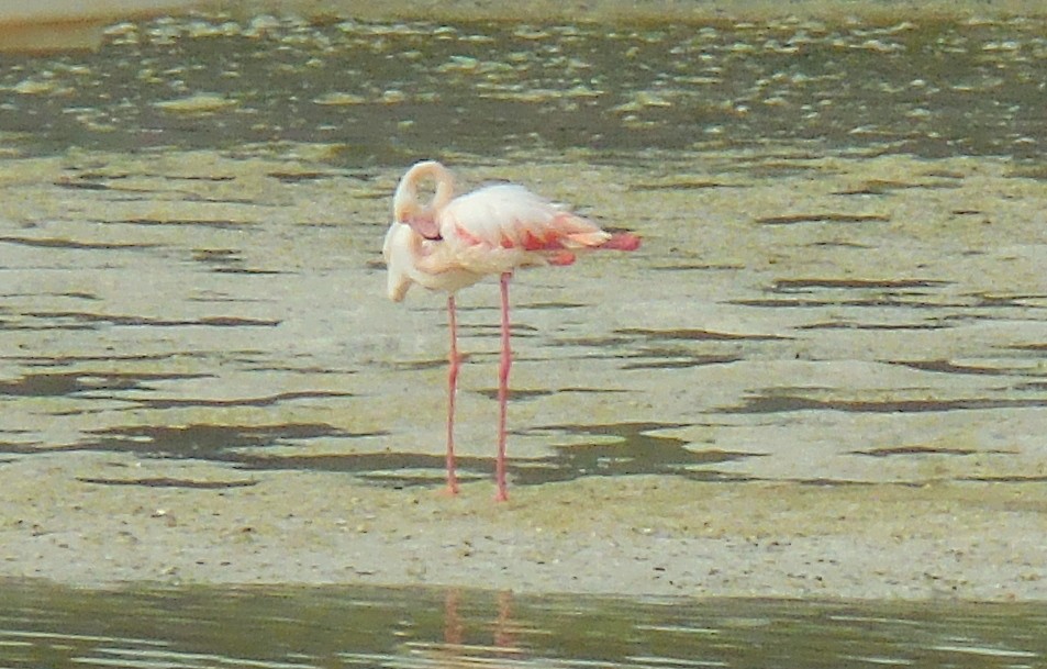 פלמינגו גדול - ML248329221