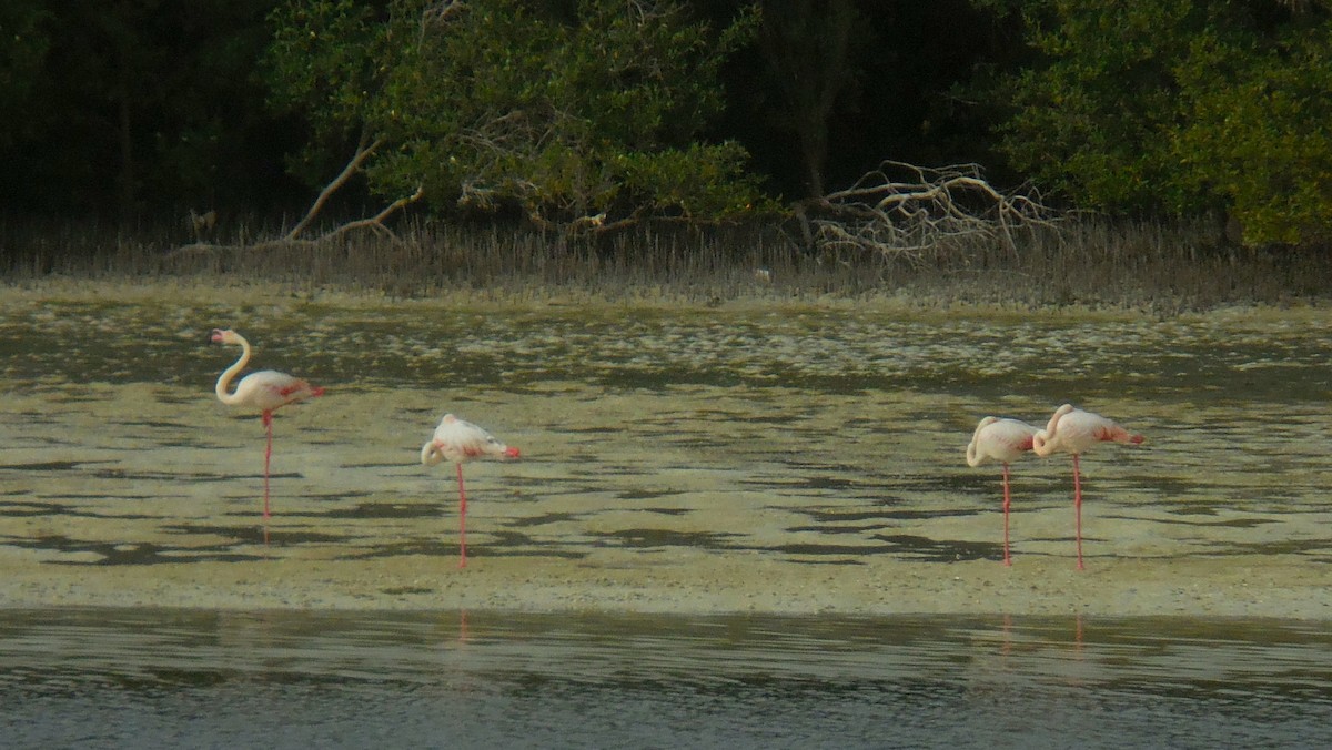 Flamant rose - ML248329261