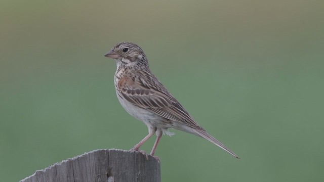 Vesper Sparrow - ML248330231